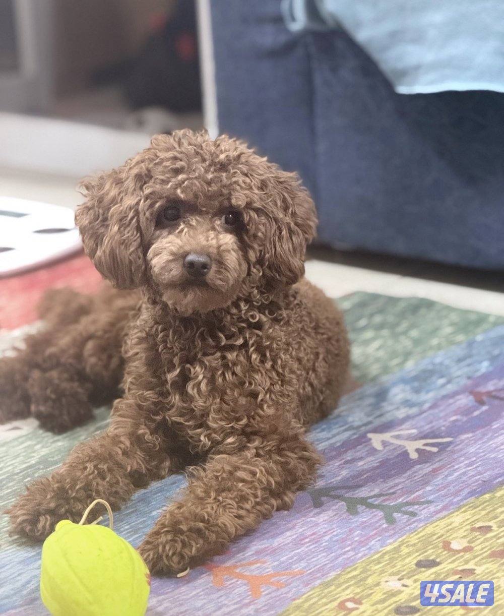 جرو بودل ٤٥ يوم حجم صغير ولون مميز1