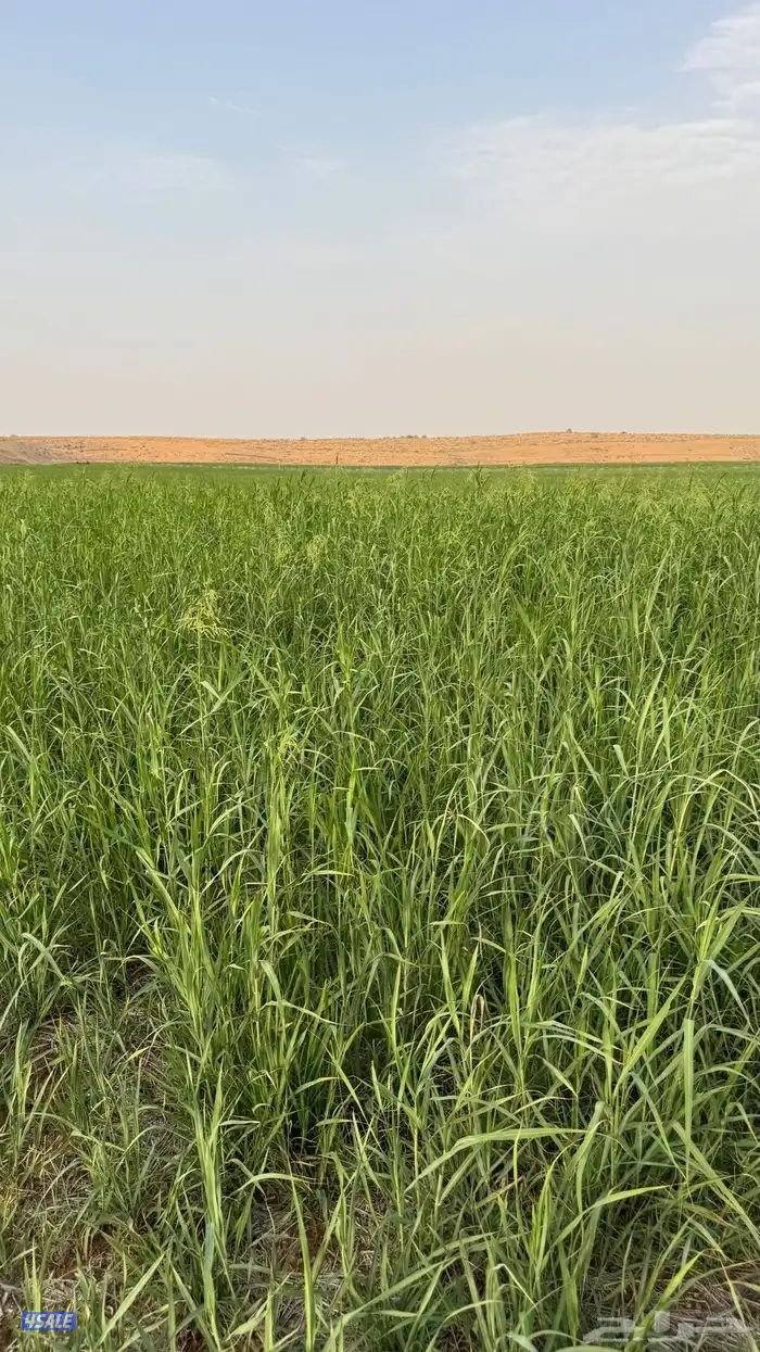 للبيع اعلاف0