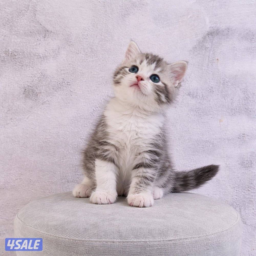 للبيع جاهزه للتسليم2