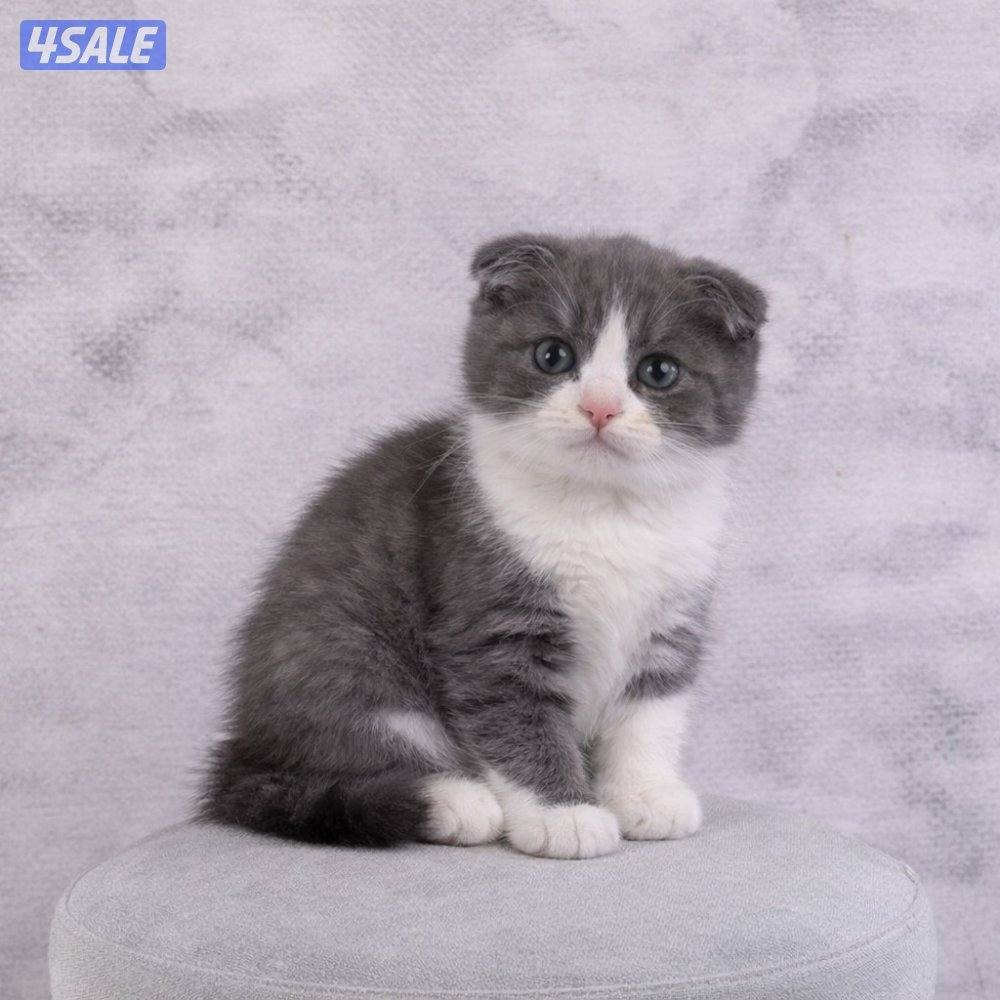 للبيع جاهزه للتسليم11