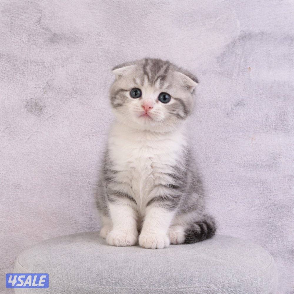 للبيع جاهزه للتسليم5