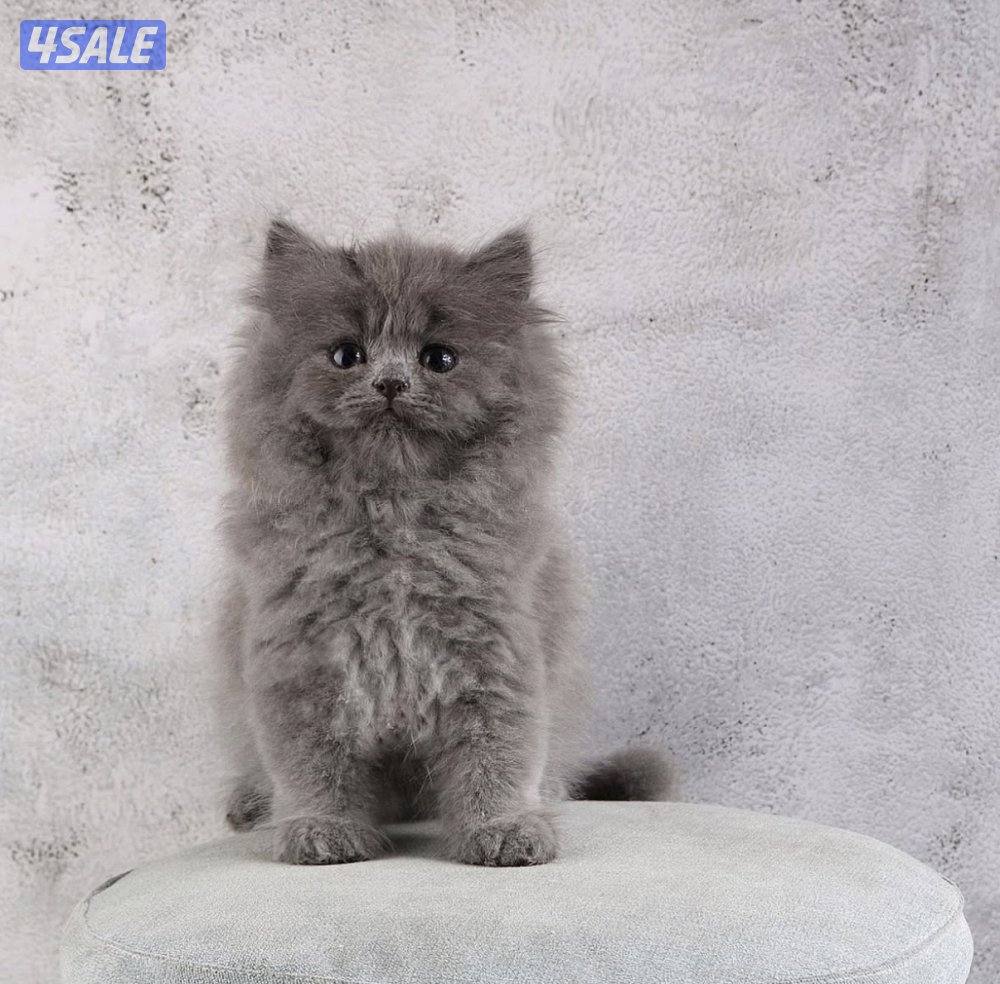 للبيع جاهزه للتسليم7