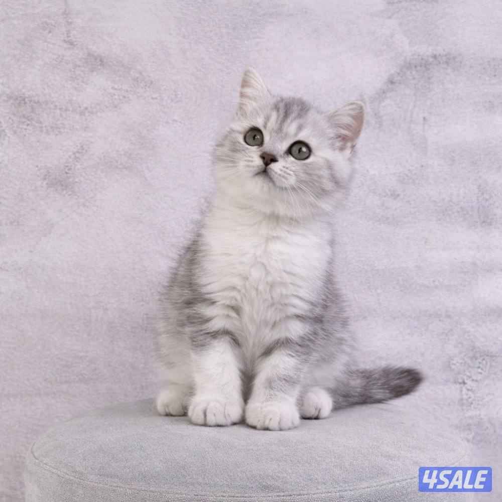 للبيع جاهزه للتسليم6