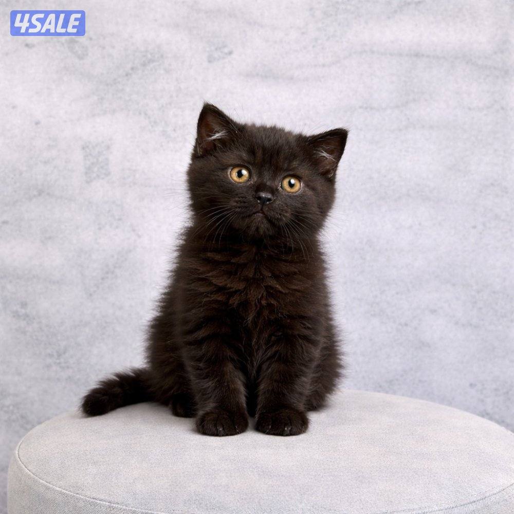 للبيع جاهزه للتسليم8