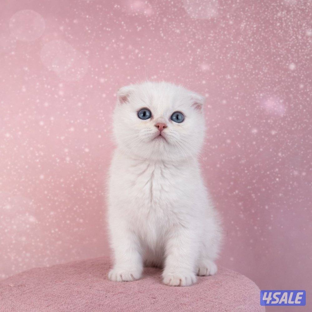 للبيع جاهزه للتسليم9