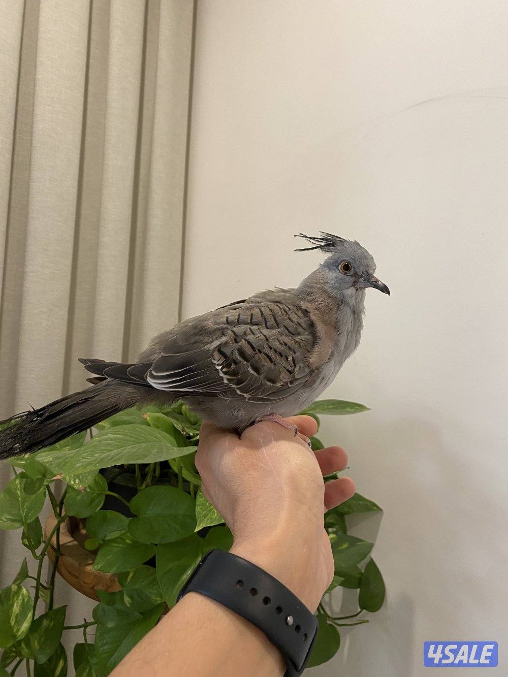 خلخليت ربوة1