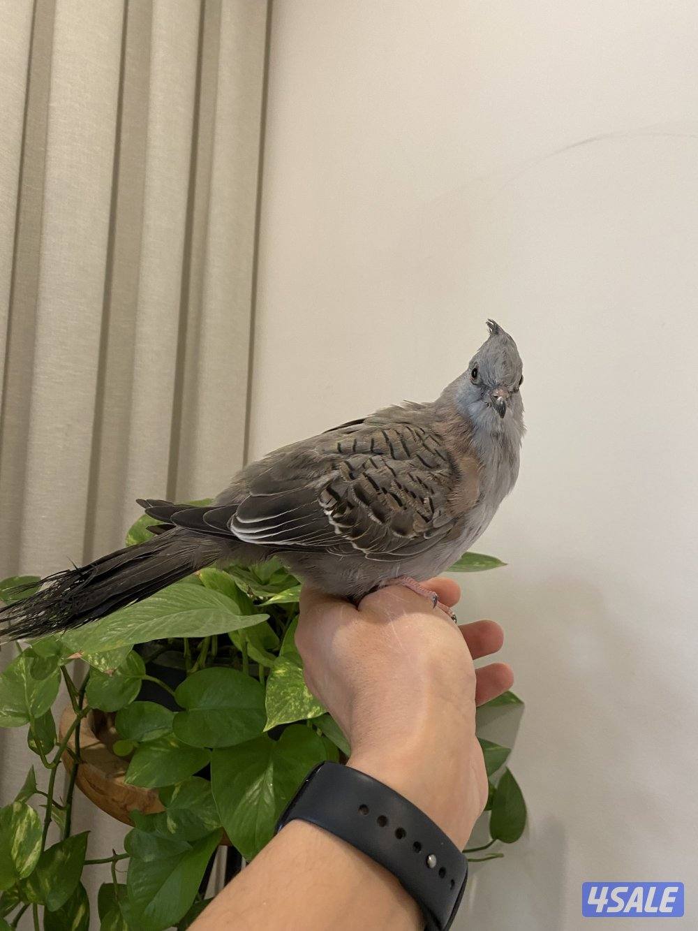 خلخليت ربوة2