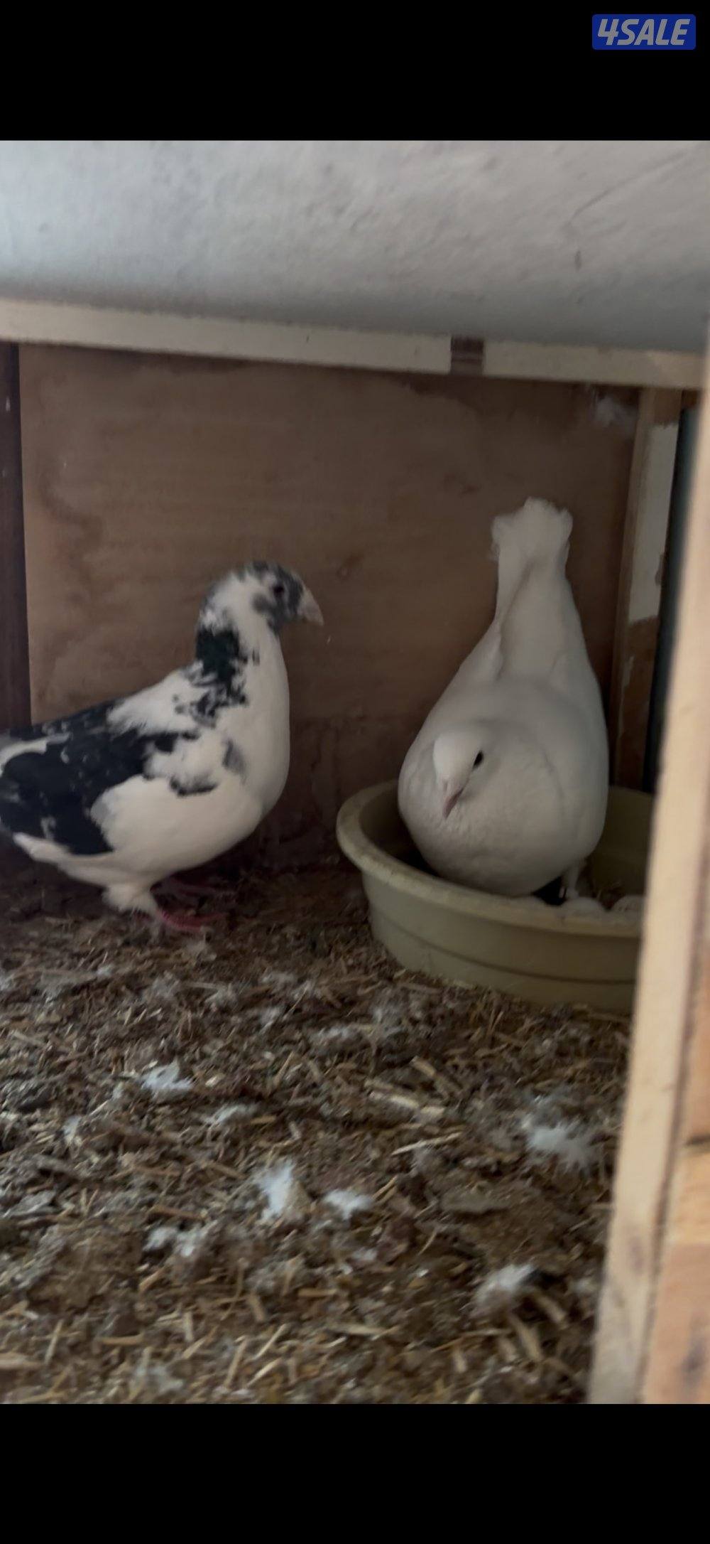 ازواج زاجل0