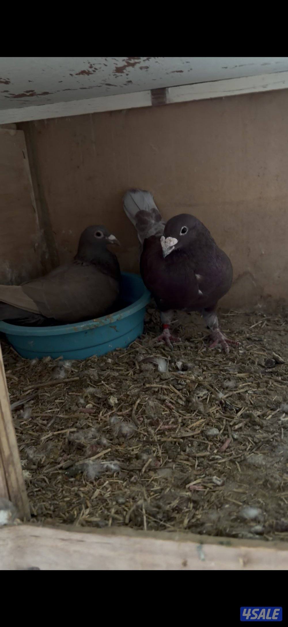 ازواج زاجل1