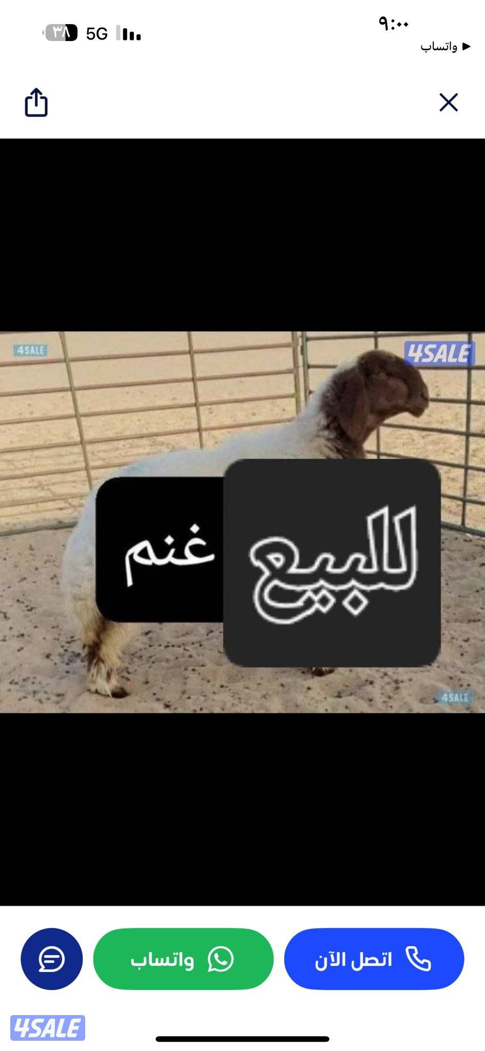 نشتري غنم ومعزا العدد مفتوح ودفع كاش0