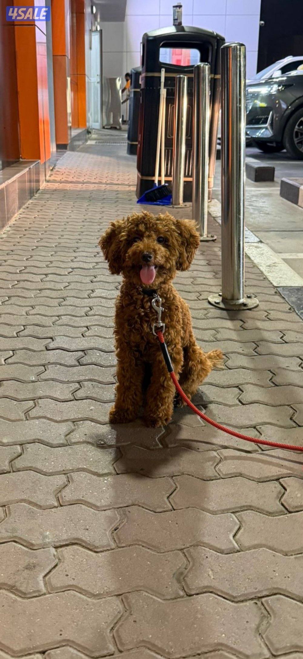 جرو بودل ٤٥ يوم حجم صغير ولون مميز2