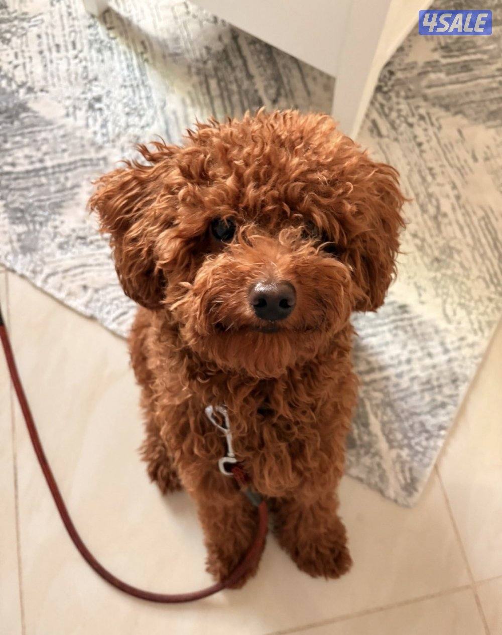 جرو بودل ٤٥ يوم حجم صغير ولون مميز3