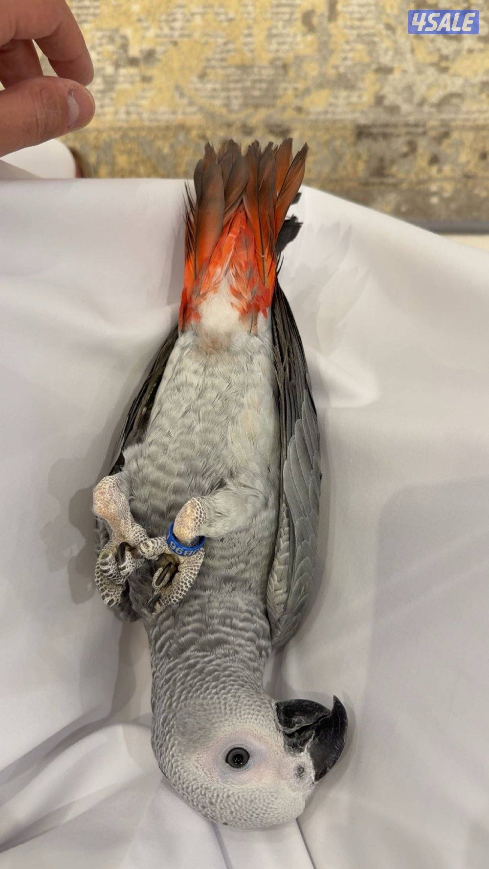 كاسكو عمره سنه و٣ شهور قابل للمساومه0