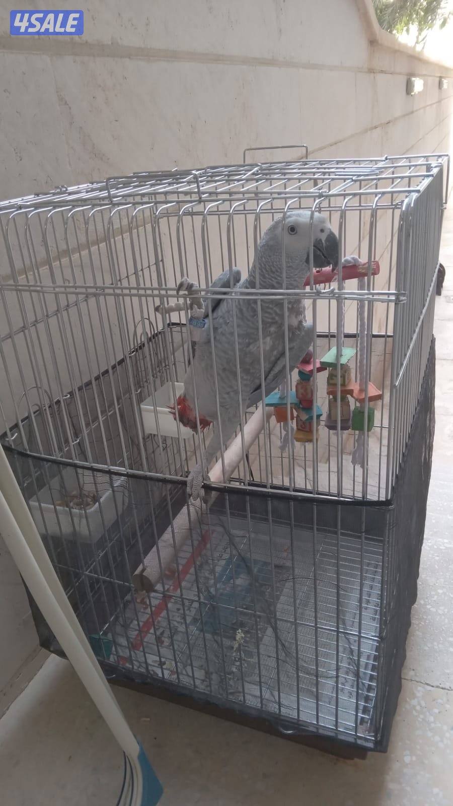 كاسكو عمره سنه و٣ شهور قابل للمساومه1