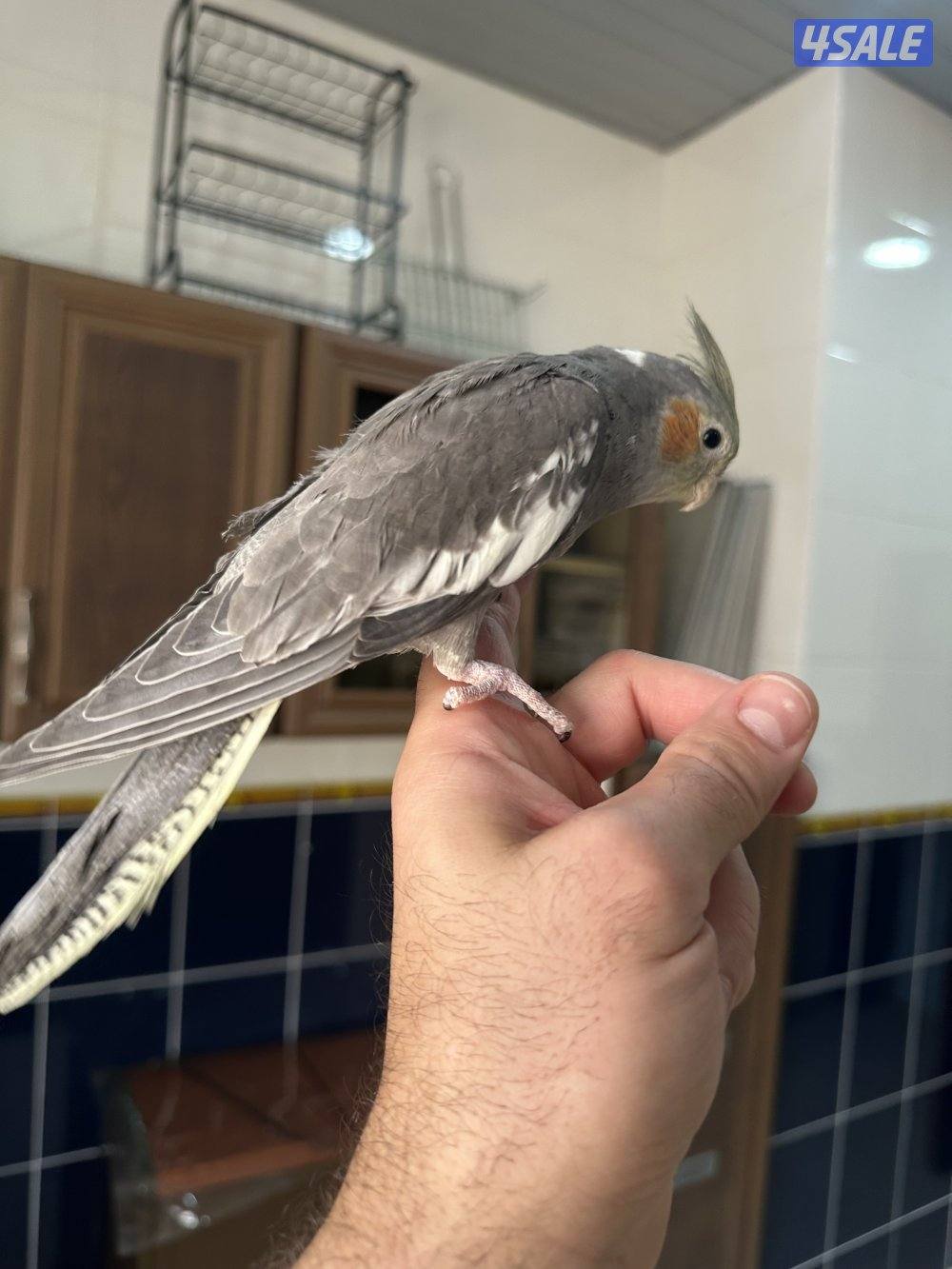 حبتين كروان هولندي قاطعين عس ياكلون بروحهم مافيهم عض ولاخوف ابدا1