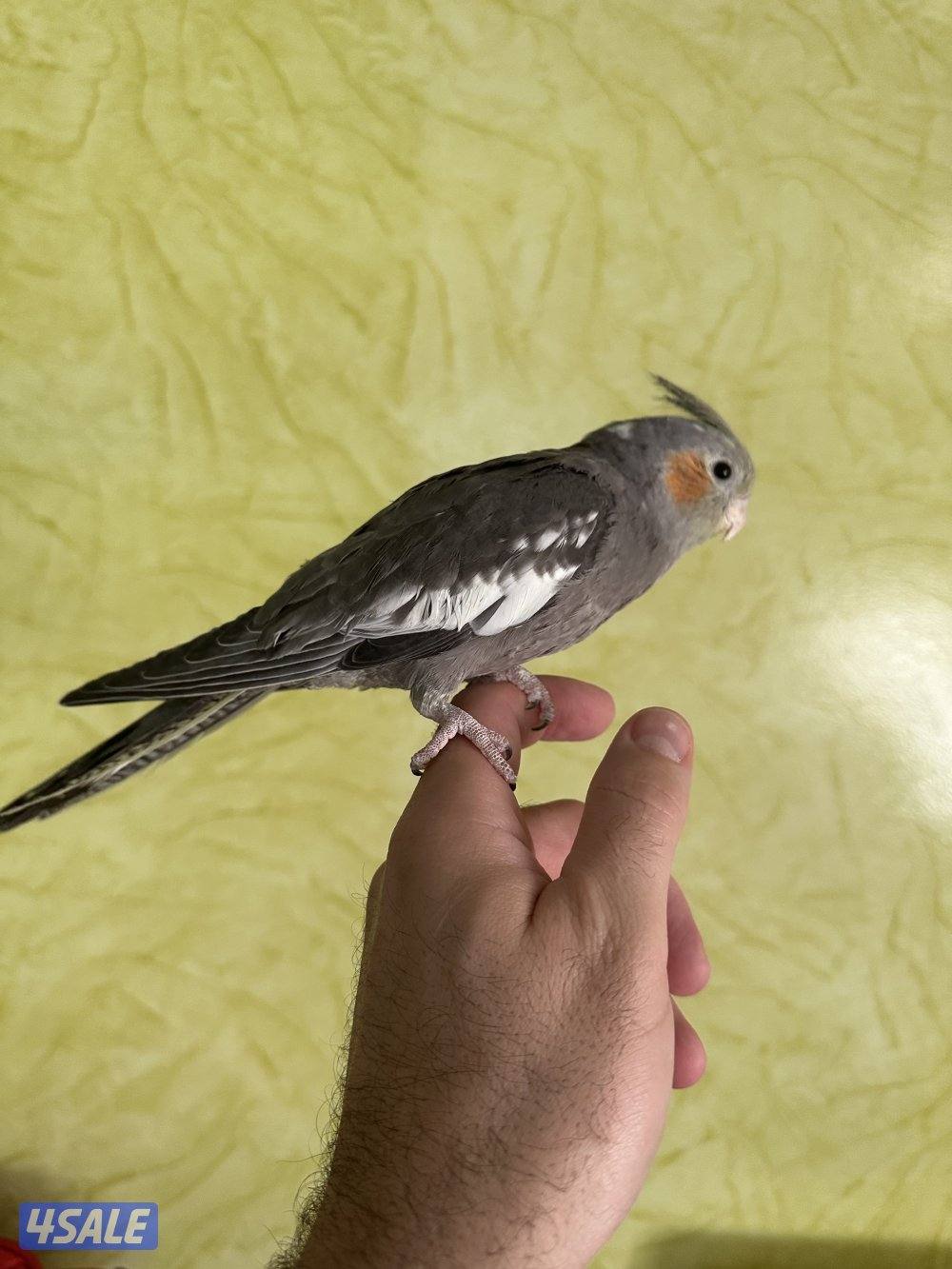 حبتين كروان هولندي قاطعين عس ياكلون بروحهم مافيهم عض ولاخوف ابدا2