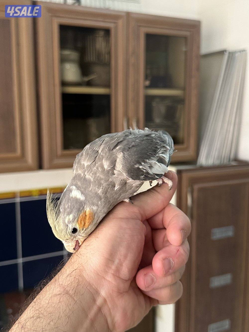 حبتين كروان هولندي قاطعين عس ياكلون بروحهم مافيهم عض ولاخوف ابدا3