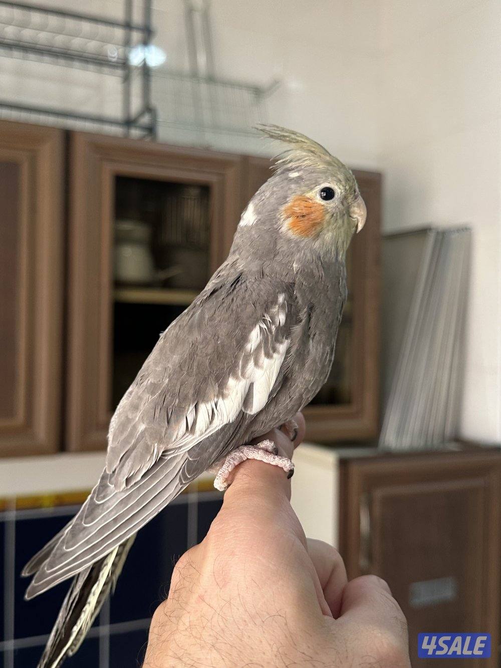 حبتين كروان هولندي قاطعين عس ياكلون بروحهم مافيهم عض ولاخوف ابدا4