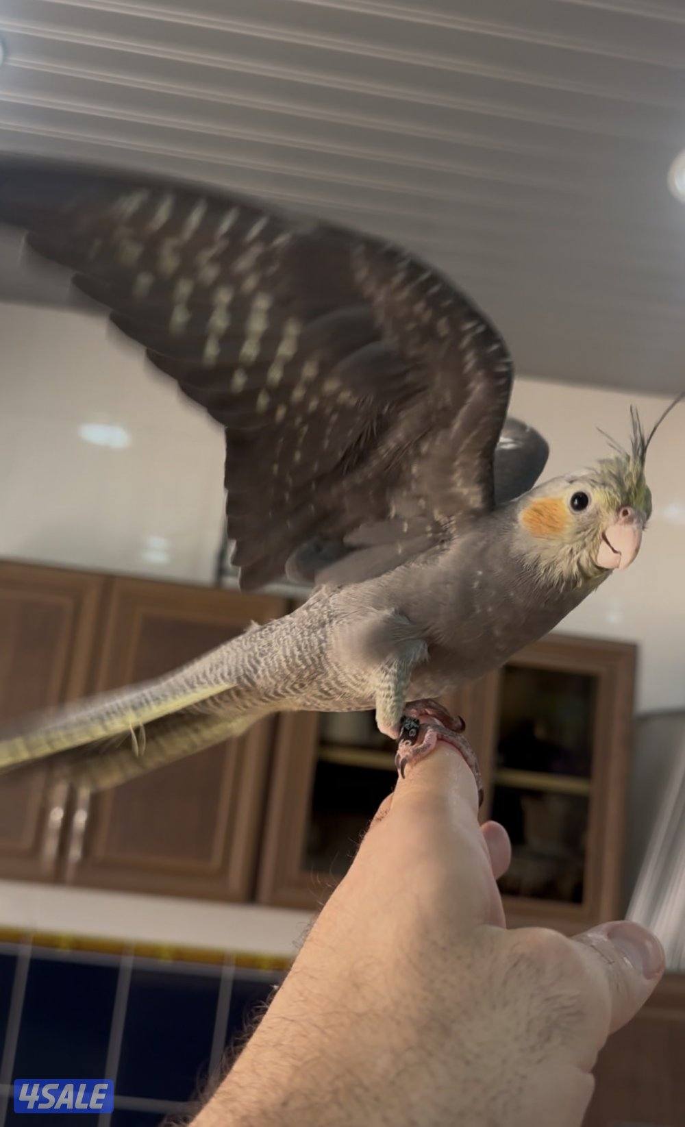 حبتين كروان هولندي قاطعين عس ياكلون بروحهم مافيهم عض ولاخوف ابدا0