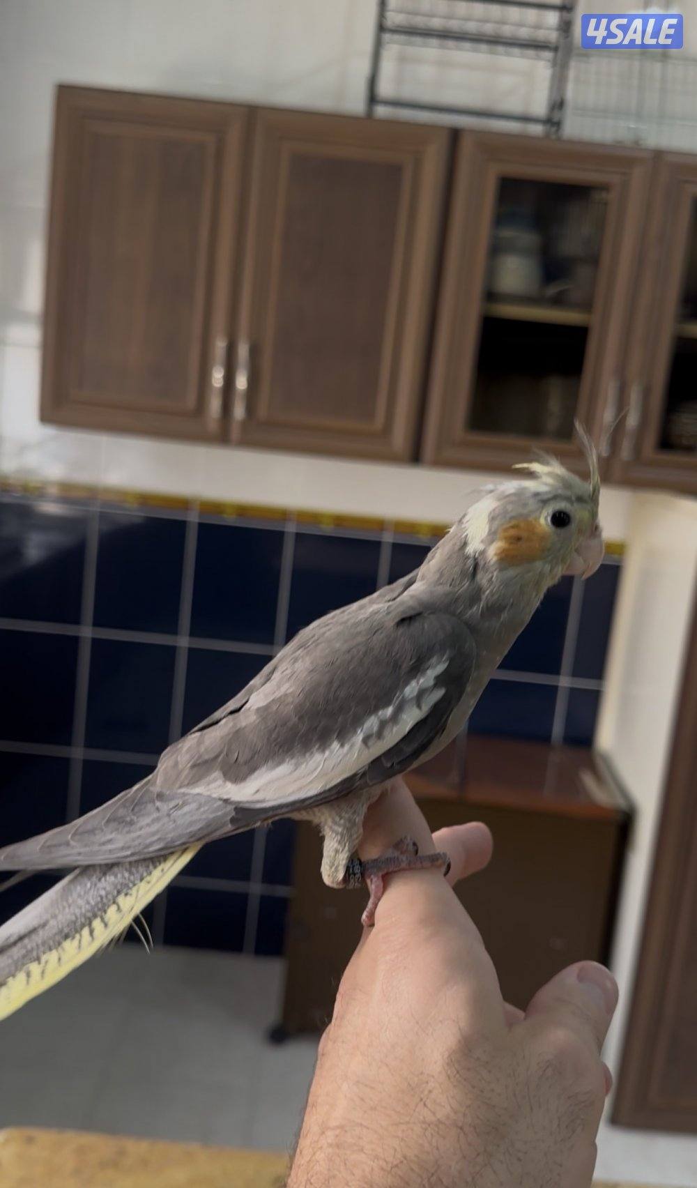 حبتين كروان هولندي قاطعين عس ياكلون بروحهم مافيهم عض ولاخوف ابدا5