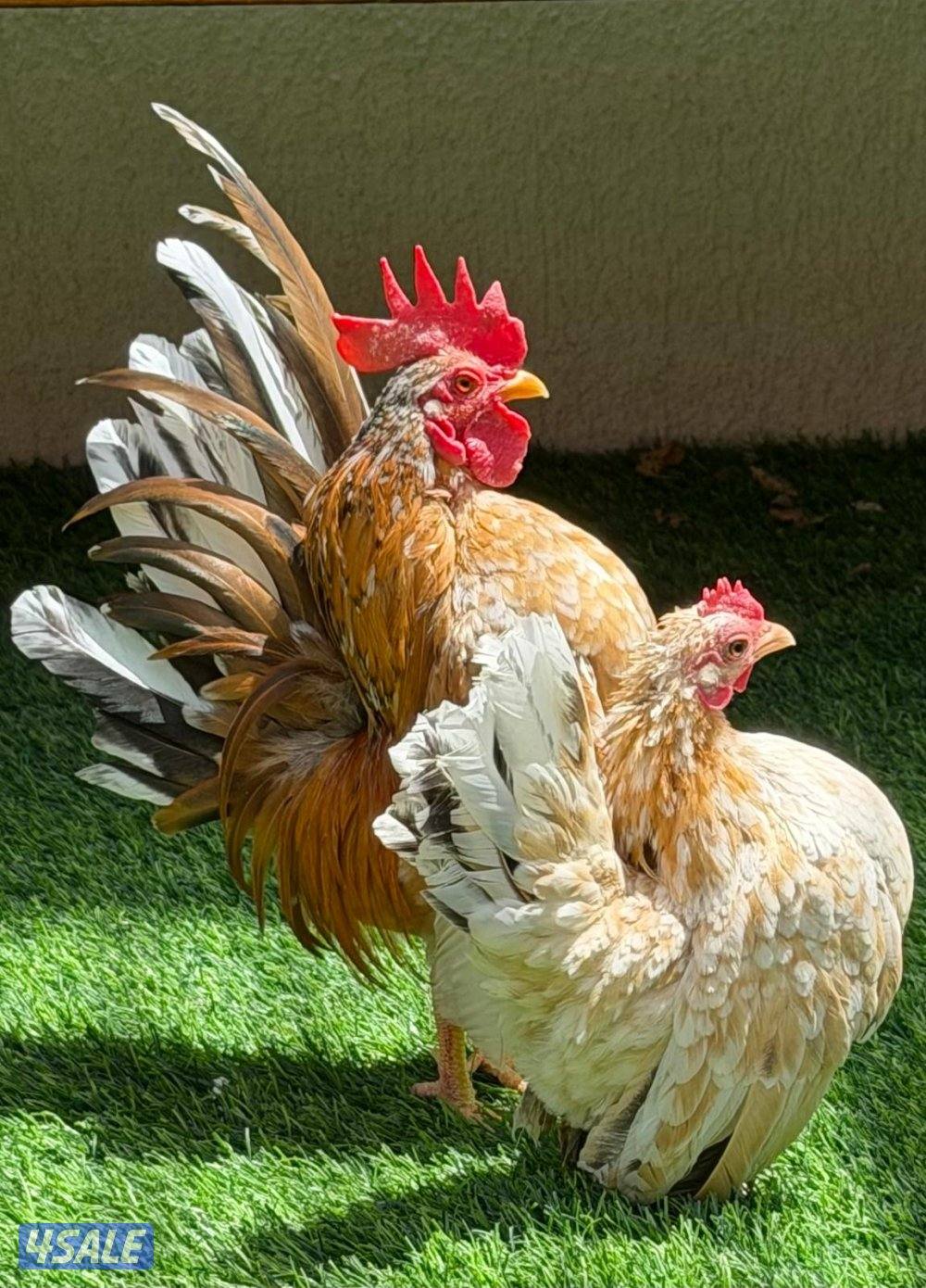 للبيع زوج سيراما و٣ مجاميع زواحف0