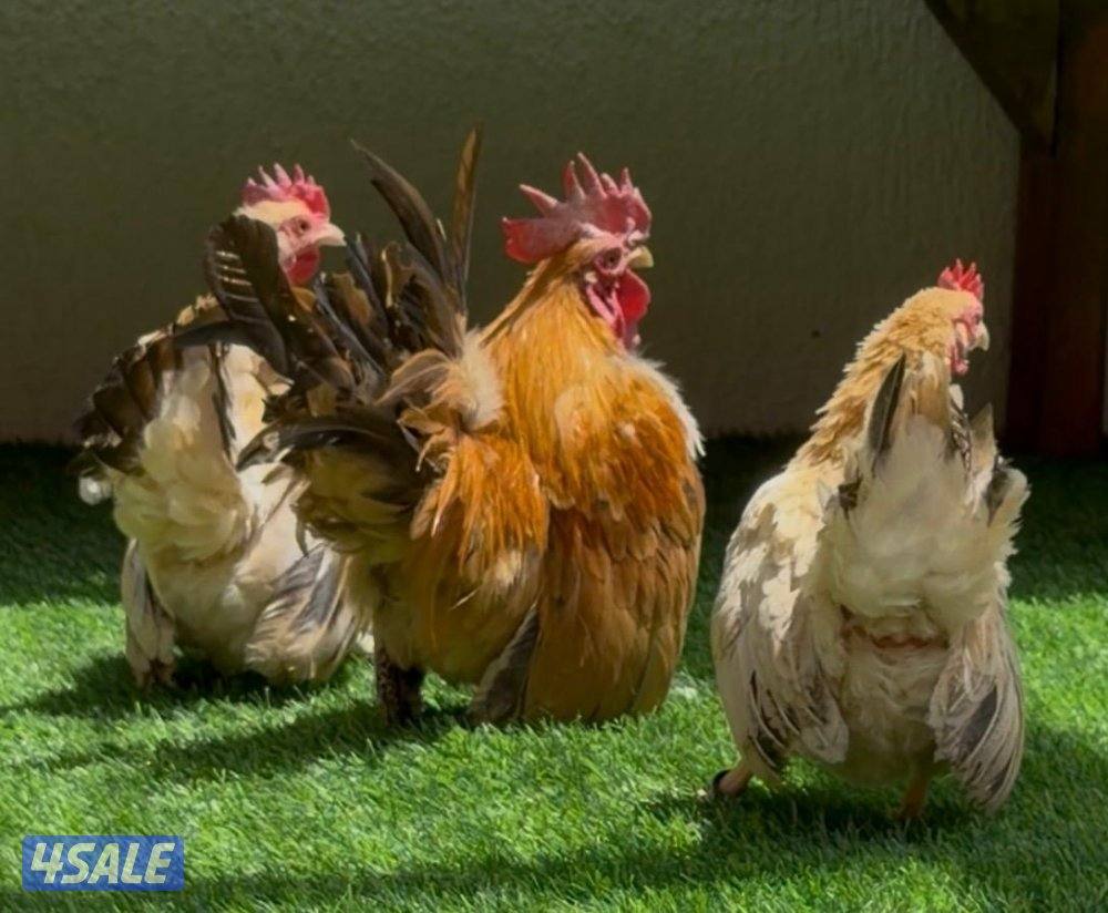 للبيع زوج سيراما و٣ مجاميع زواحف2