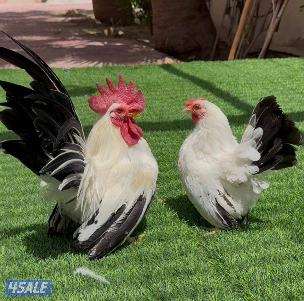 للبيع زوج سيراما و٣ مجاميع زواحف1