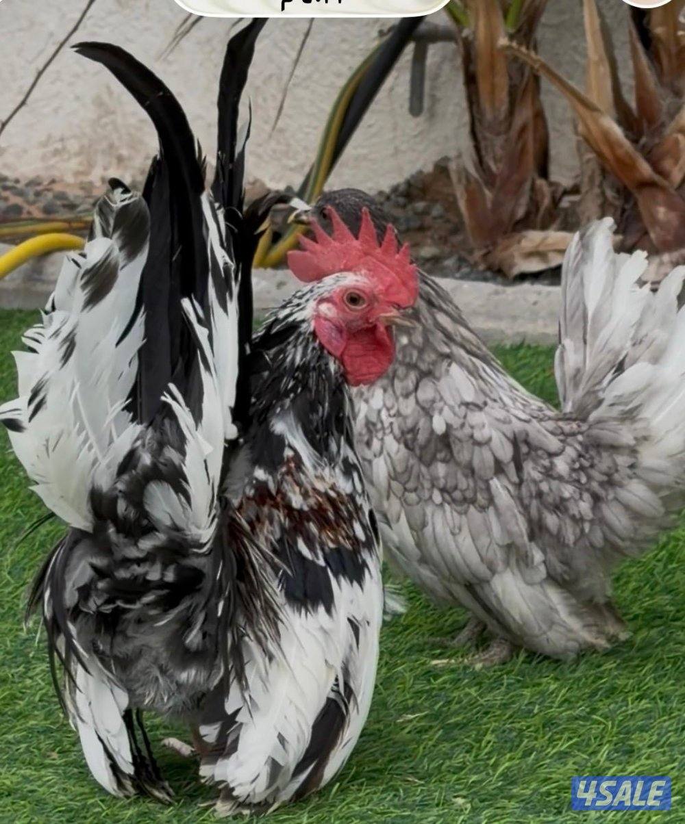 للبيع زوج سيراما و٣ مجاميع زواحف3