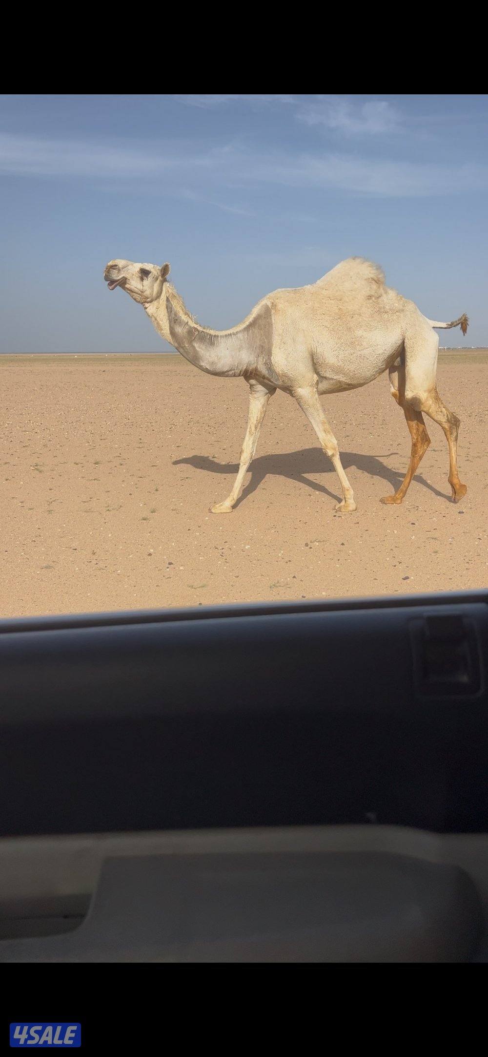 معشر من اوله الوقت أم ثاني0