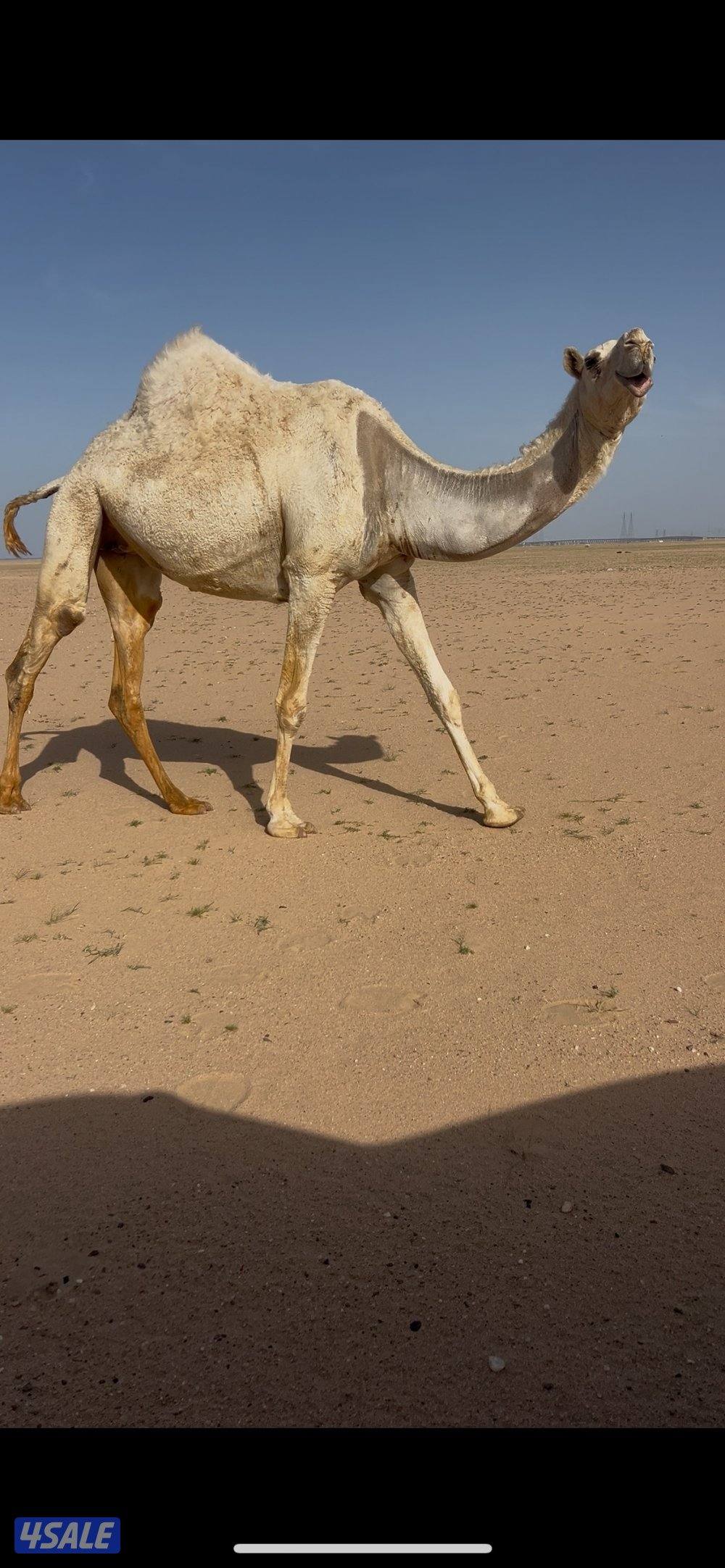 معشر من اوله الوقت أم ثاني1