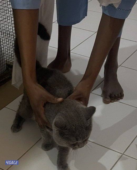 تبني قطتين ذكرين  سواكتش اعمار فوق سنه0