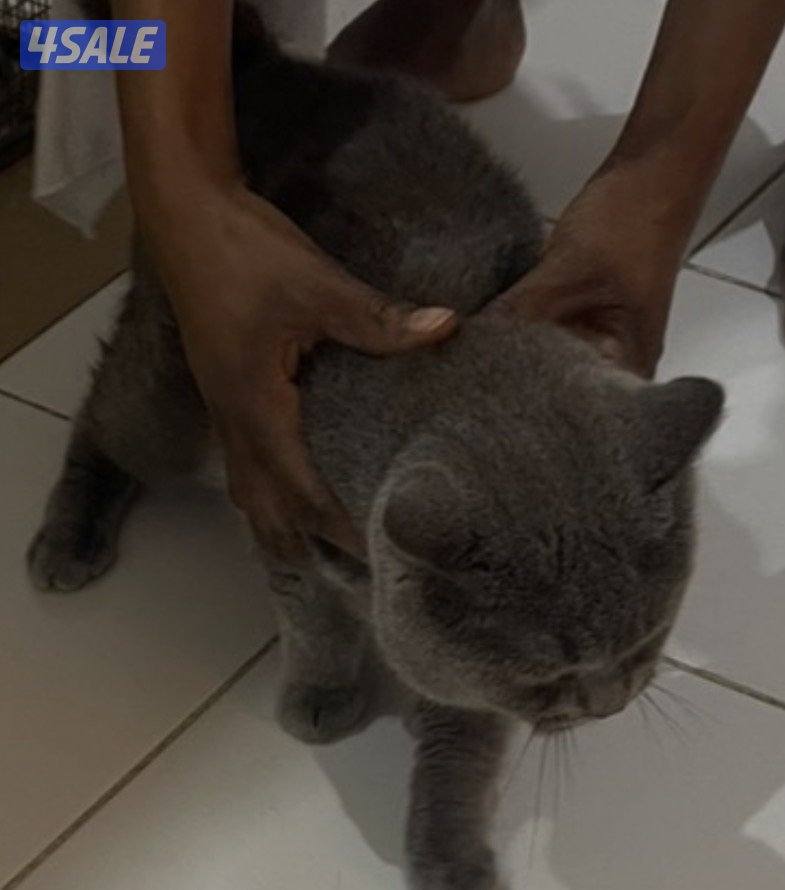 تبني قطتين ذكرين  سواكتش اعمار فوق سنه1