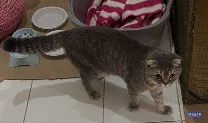 تبني قطتين ذكرين  سواكتش اعمار فوق سنه2