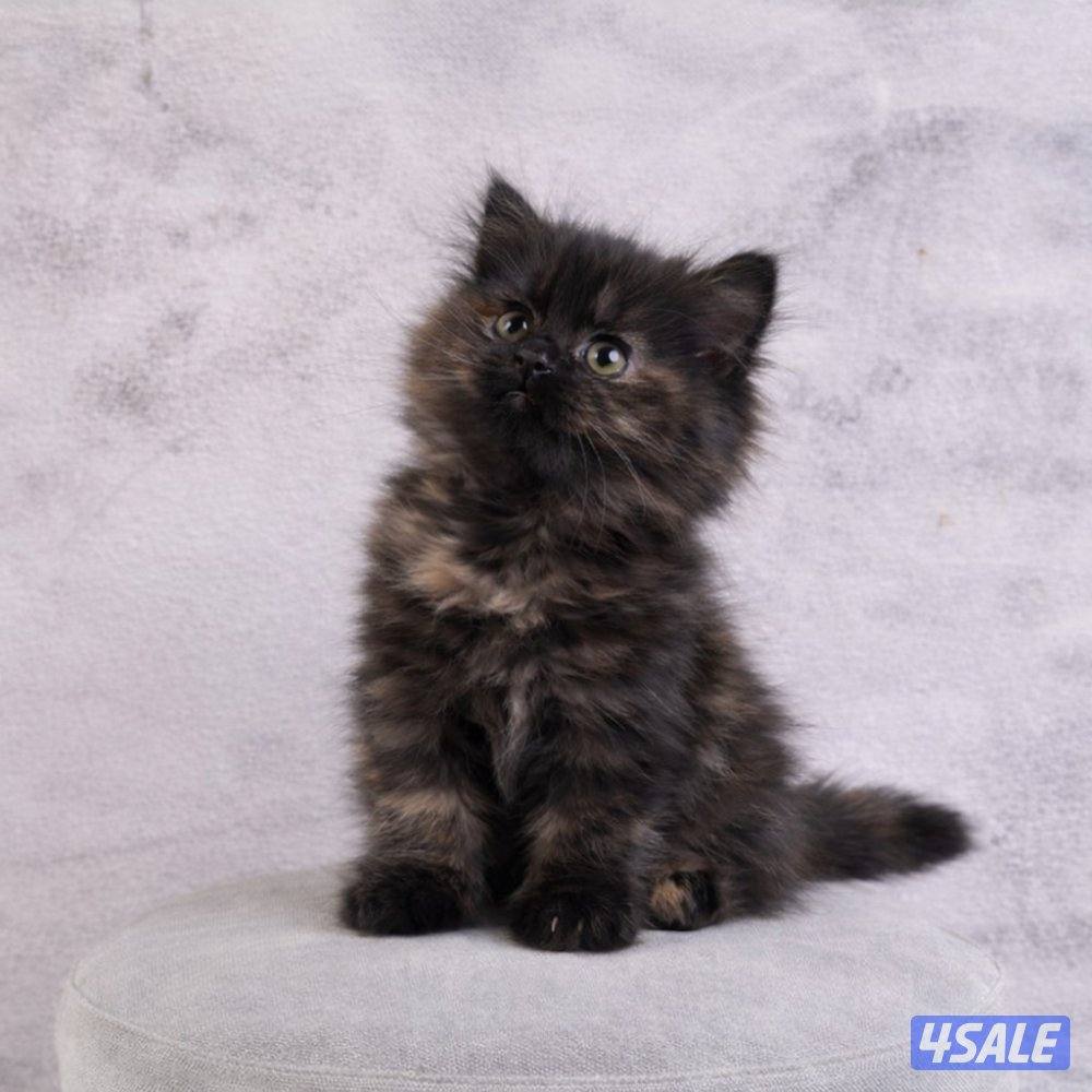 للبيع جاهزه للتسليم1