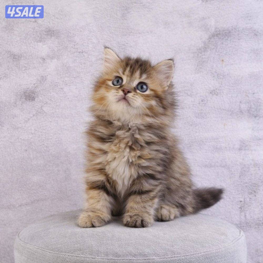 للبيع جاهزه للتسليم3