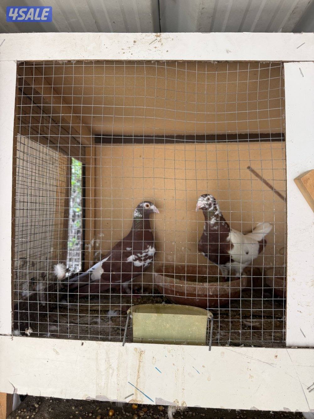 زاجل جوكليت سباق0