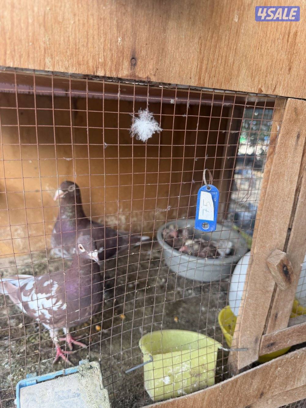 زاجل جوكليت سباق1