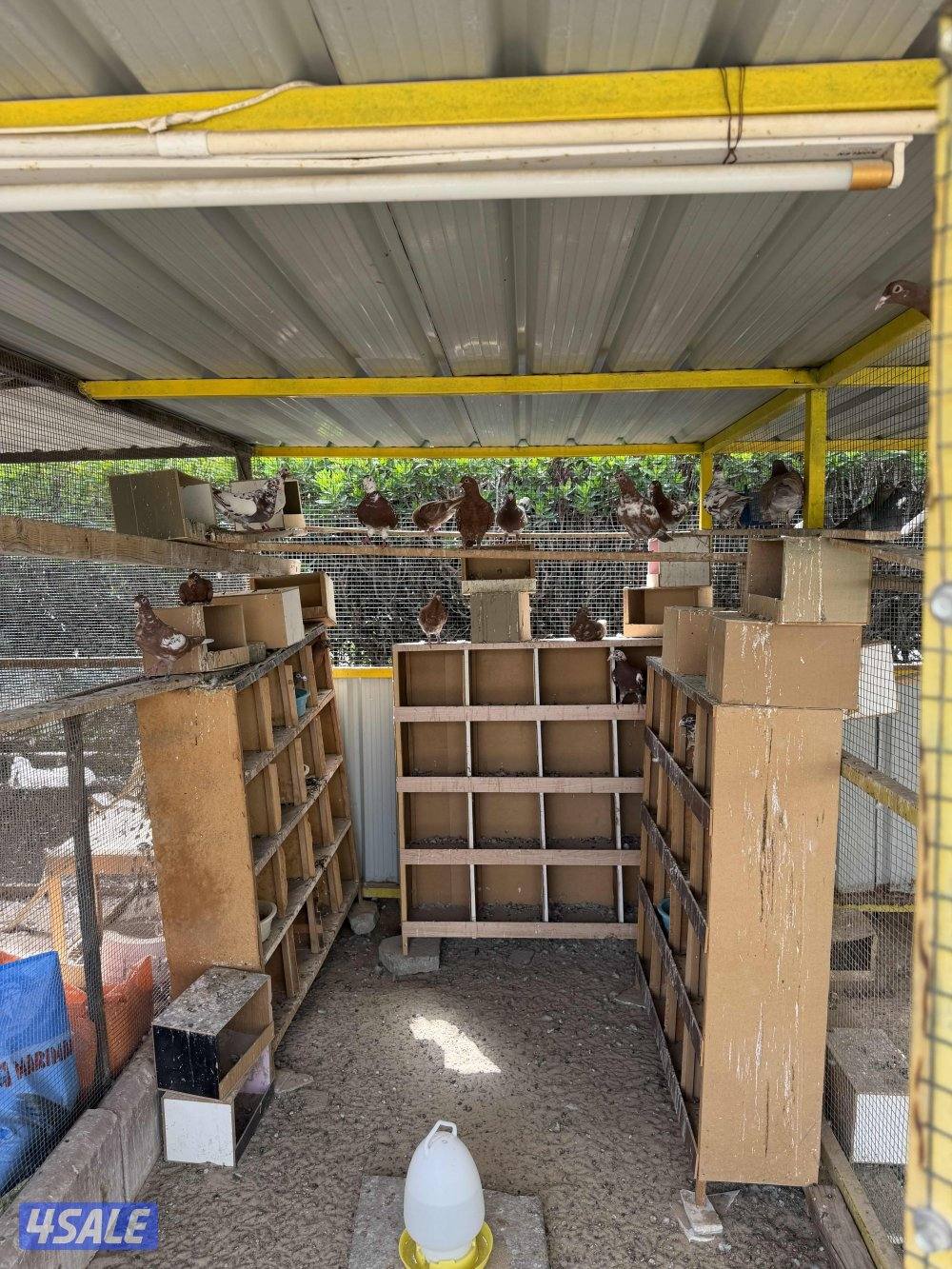 زاجل جوكليت سباق2