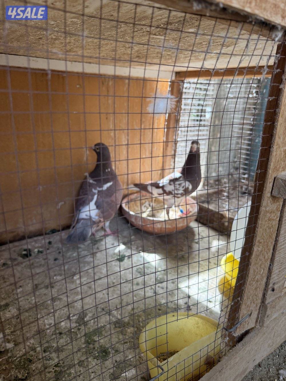 زاجل جوكليت سباق3