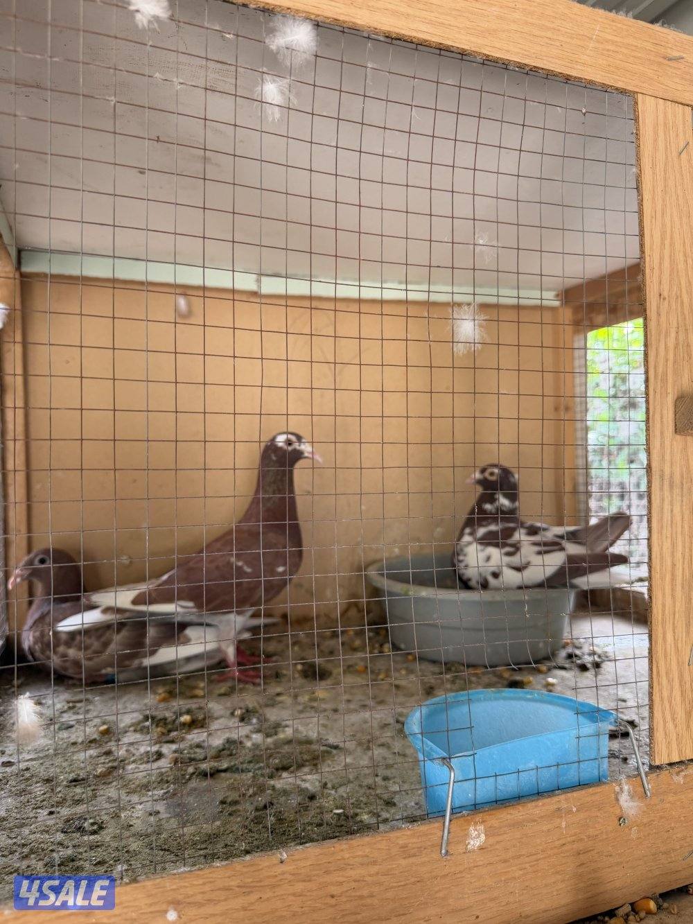 زاجل جوكليت سباق4