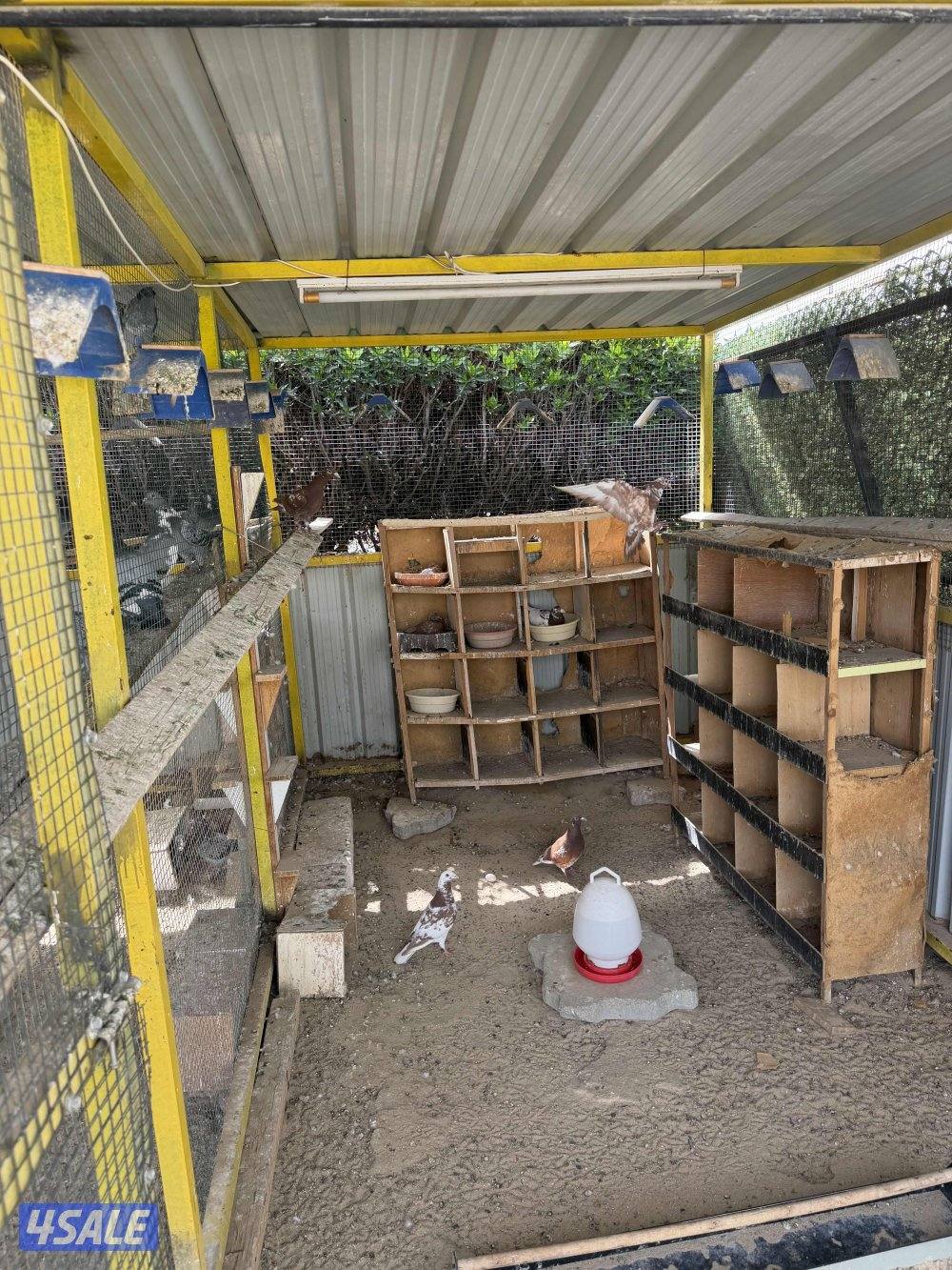 زاجل جوكليت سباق5