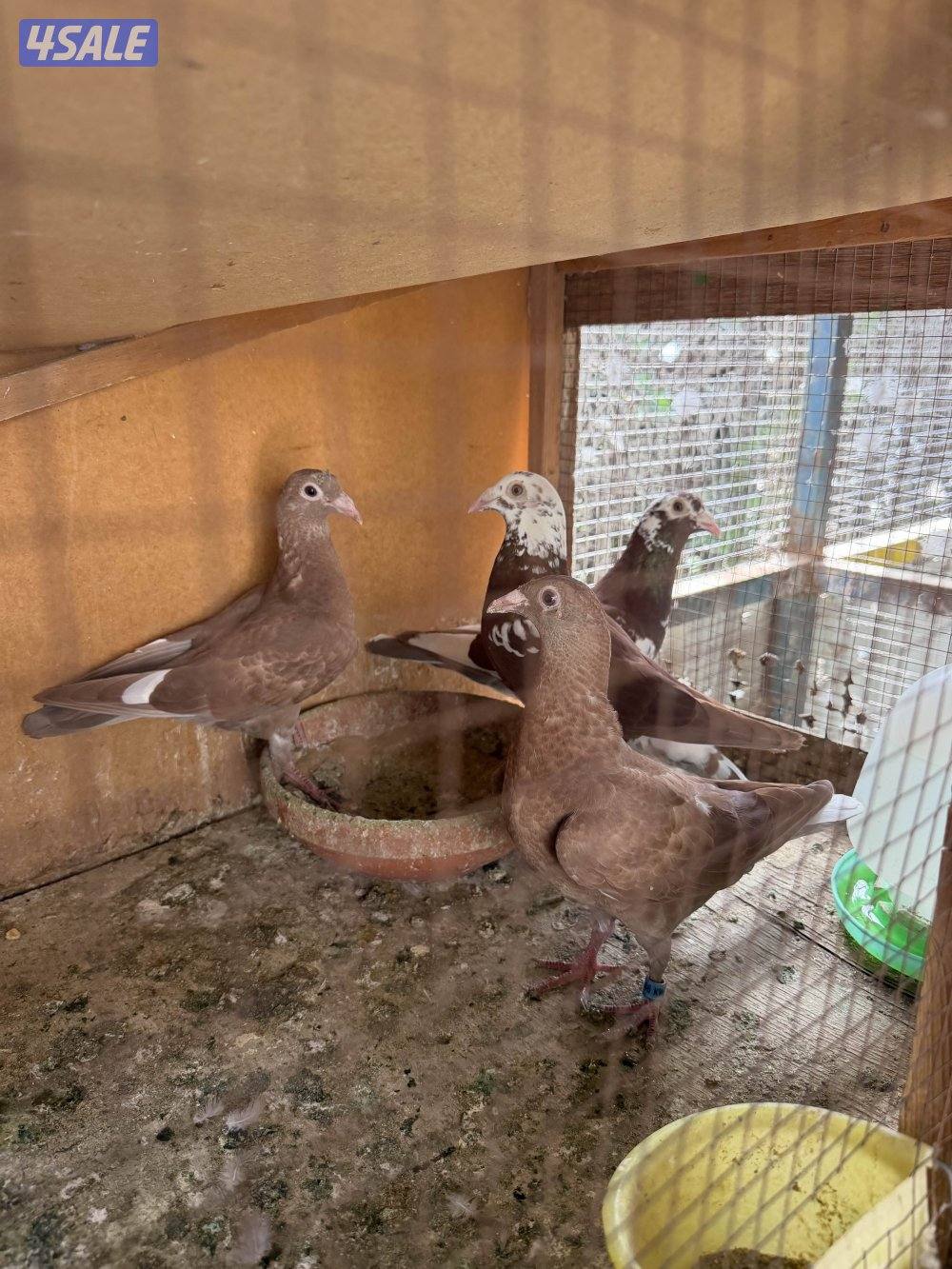 زاجل جوكليت سباق6