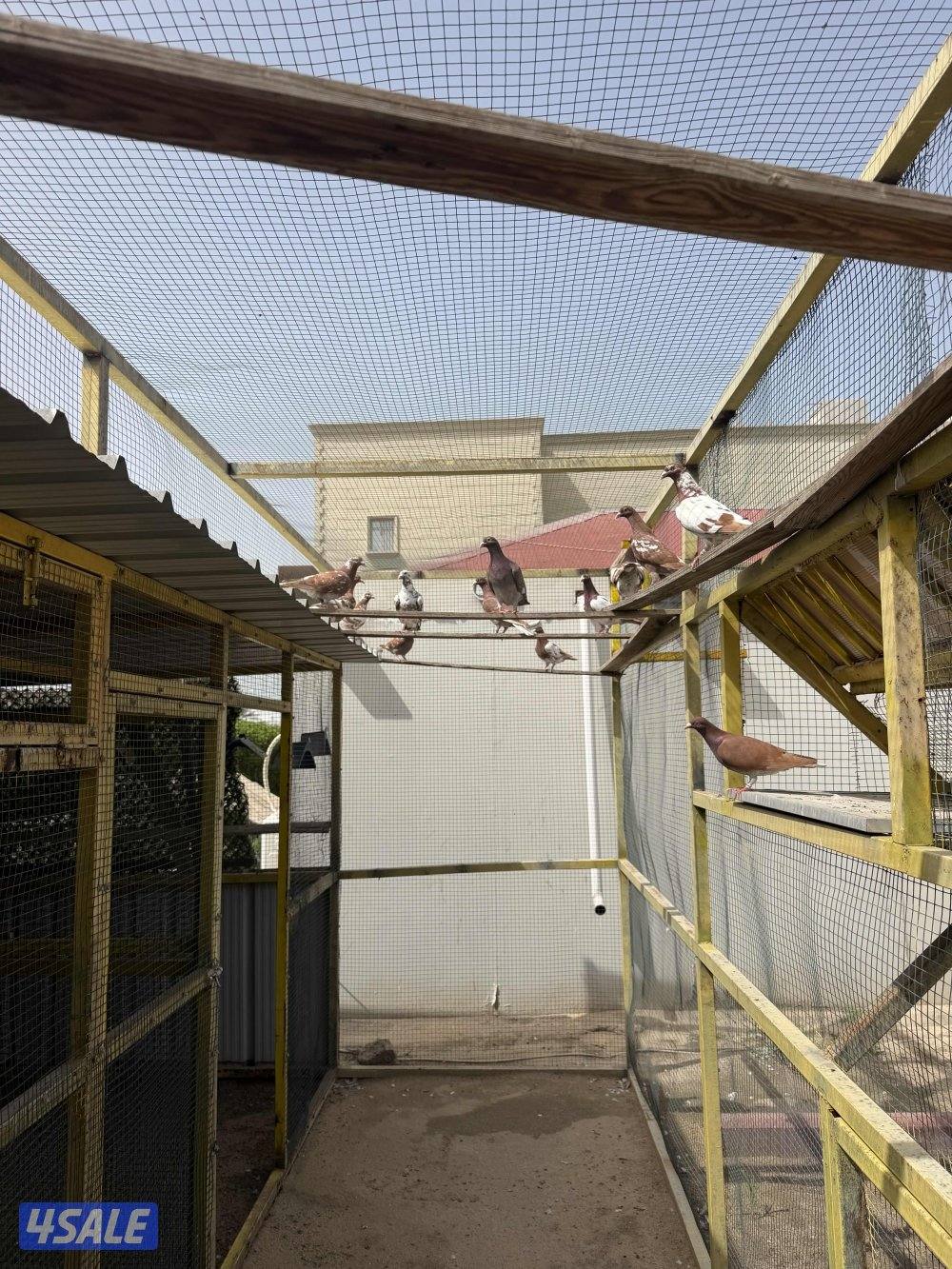 زاجل جوكليت سباق7