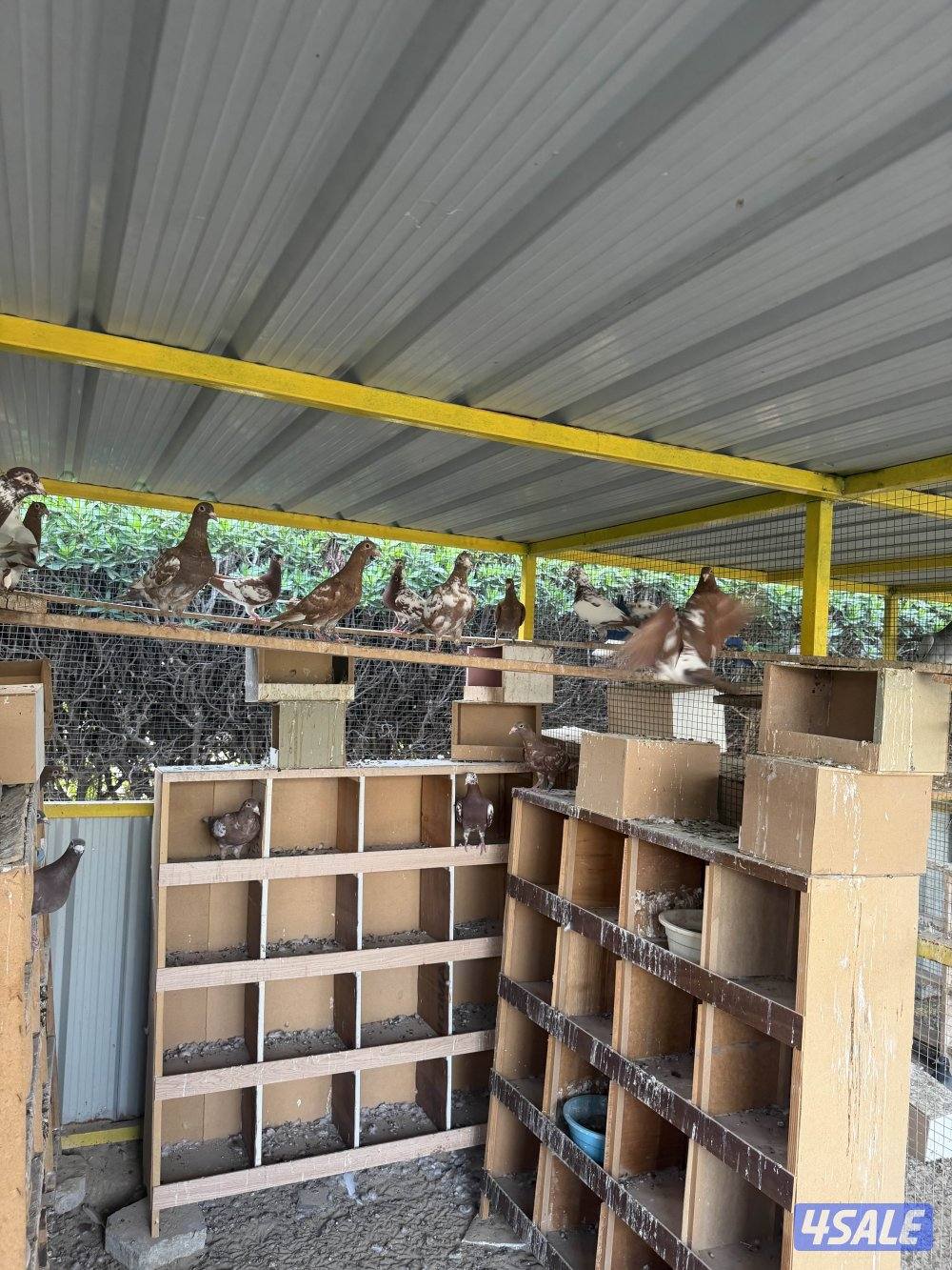 زاجل جوكليت سباق9