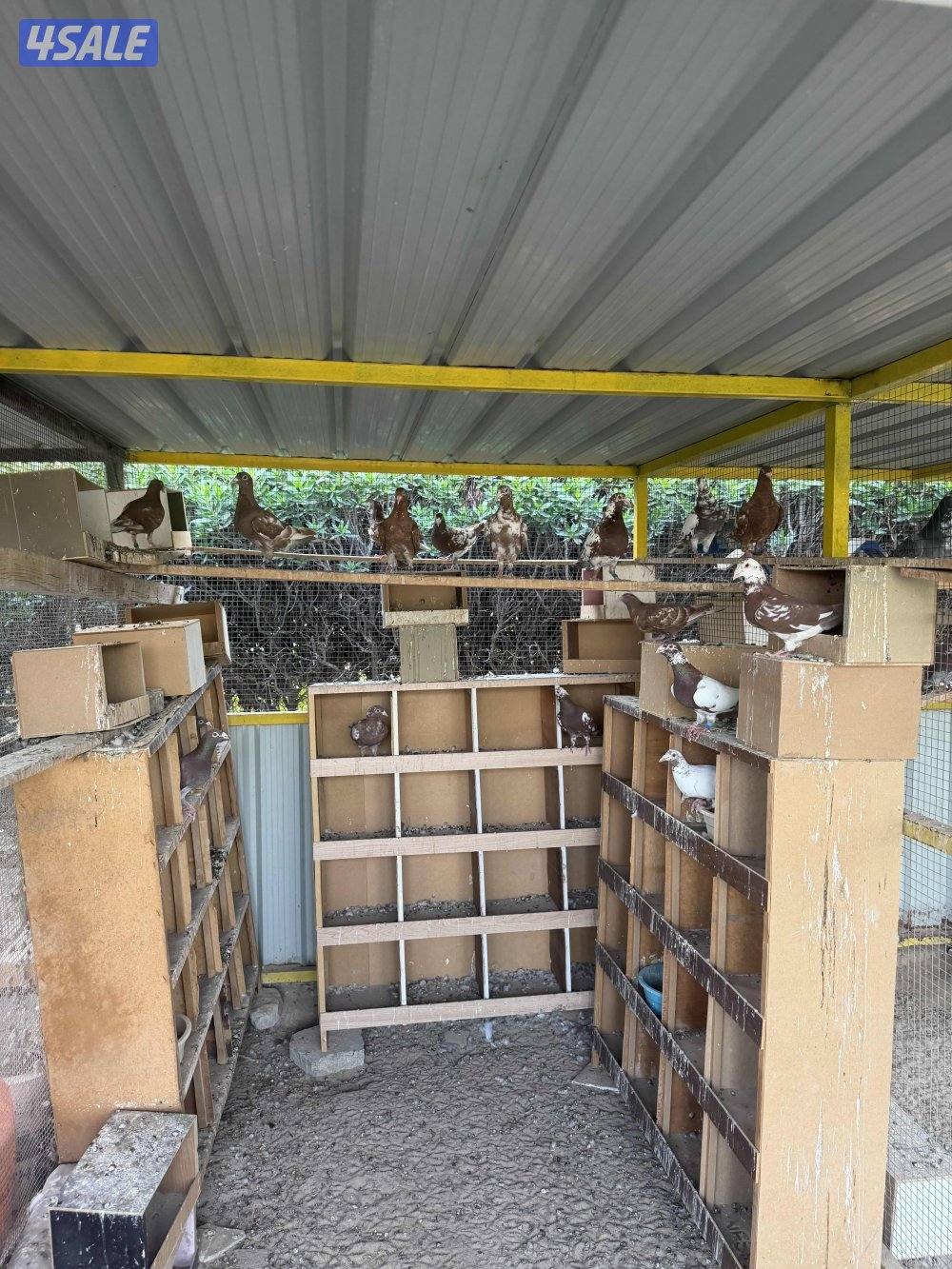 زاجل جوكليت سباق10