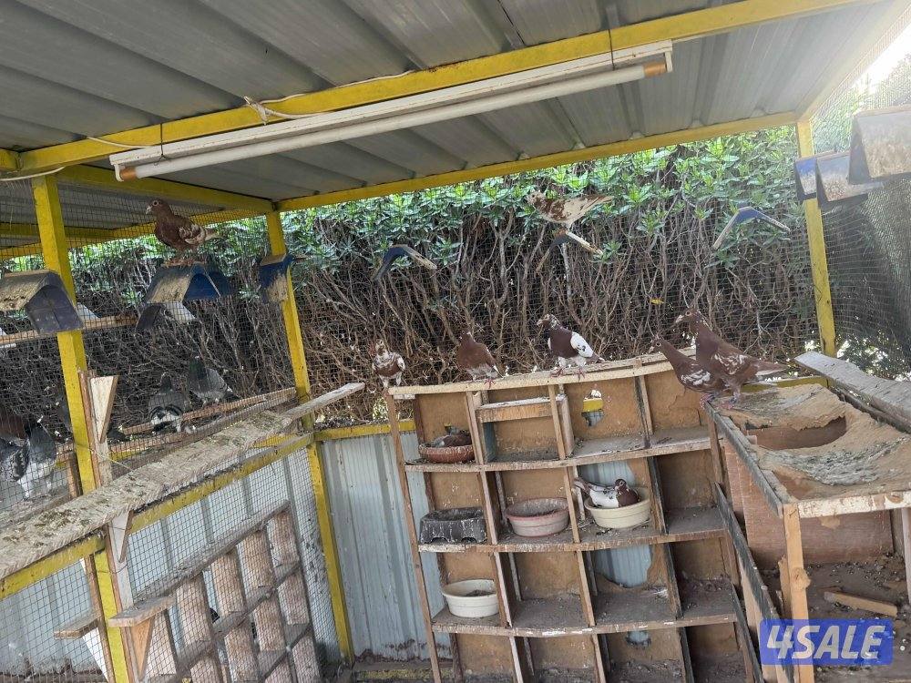 زاجل جوكليت سباق11