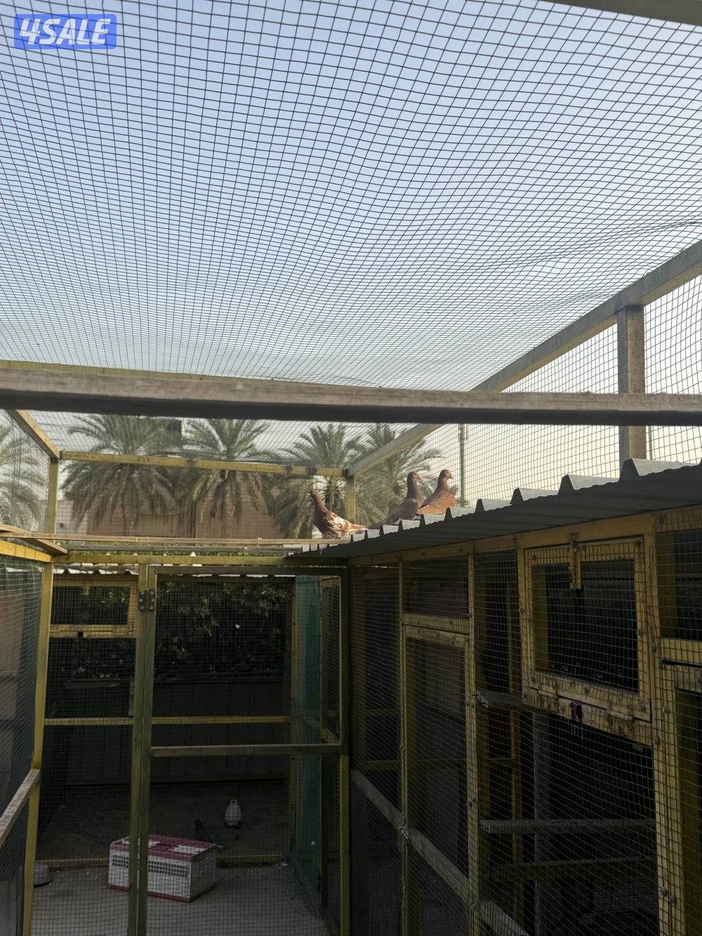 زاجل جوكليت سباق12