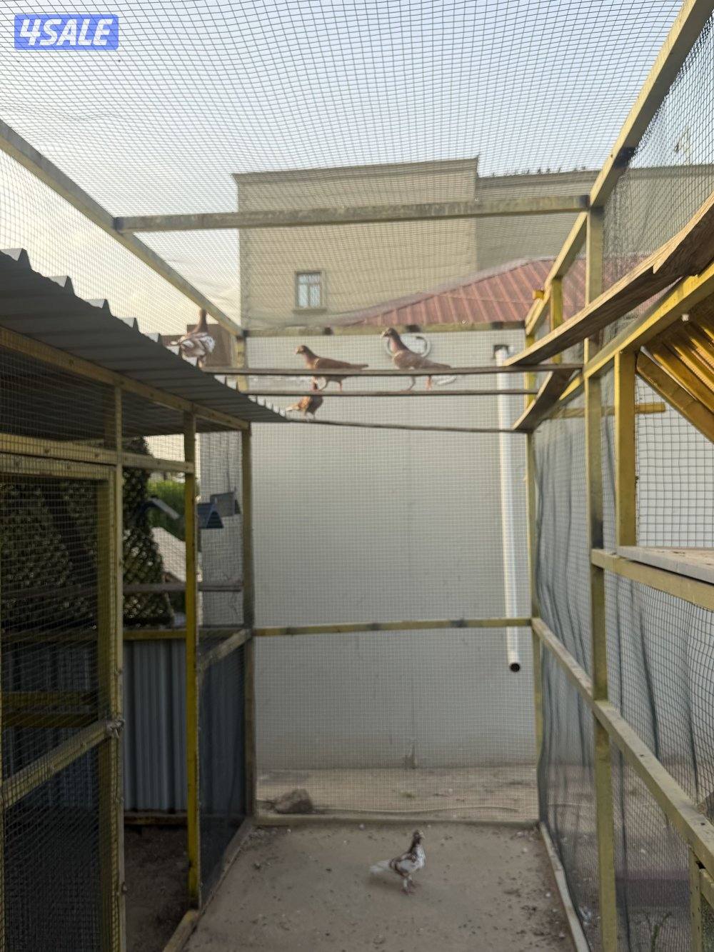 زاجل جوكليت سباق13