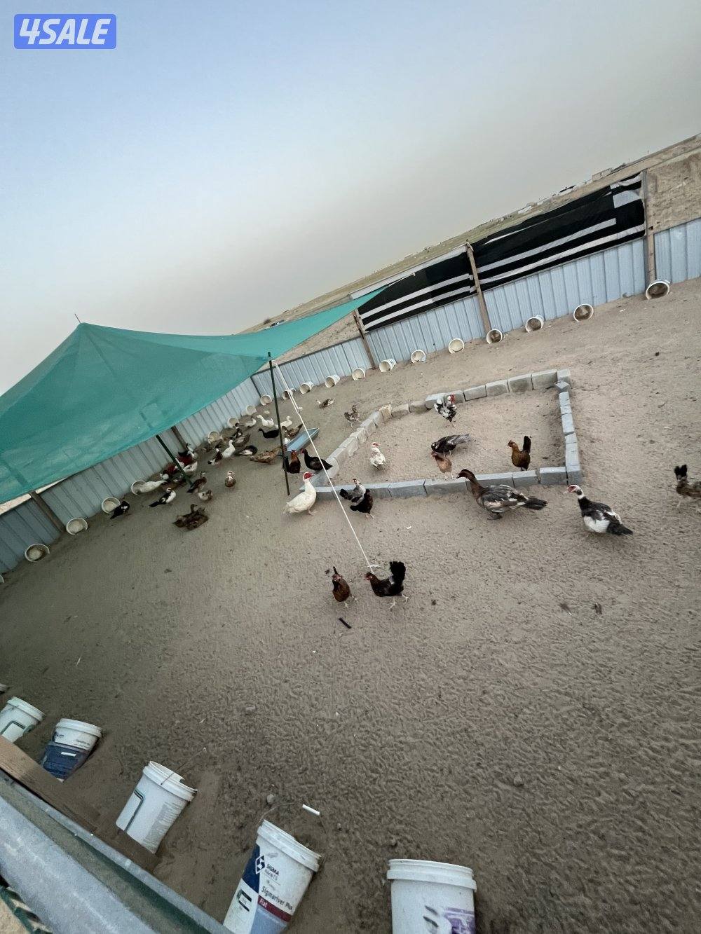 30 -40بطه تقريبا1