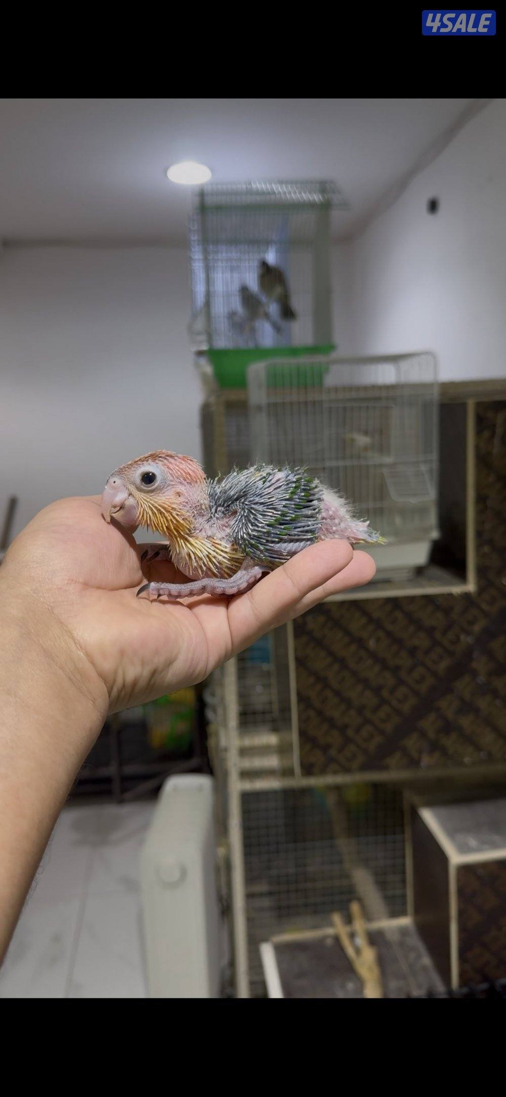 🐣طيور ناطقة🐣4